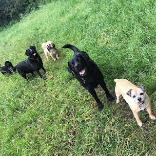 South Nutfield Pet Sitting and Dog Walking