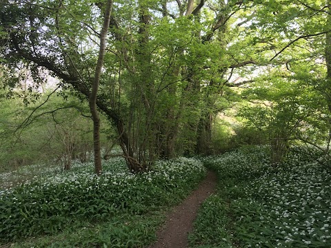 Colerne Park and Monk's Wood