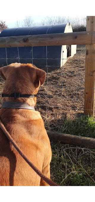 High Farm Boarding Kennels