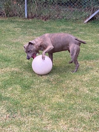 Anston Kennels & Cattery