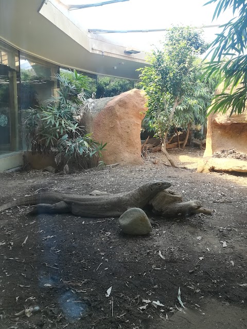 The Attenborough Komodo Dragon House