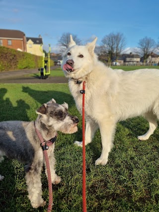 lambeg dog walkers