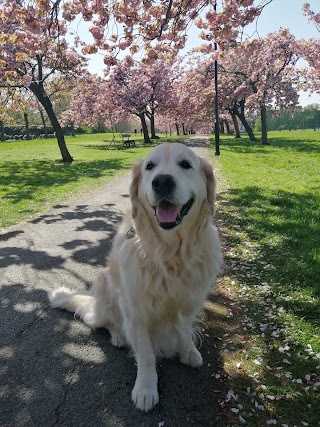 Harlow Kennels & Cattery