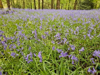 Cumbernauld Glen Wildlife Reserve