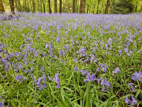 Cumbernauld Glen Wildlife Reserve