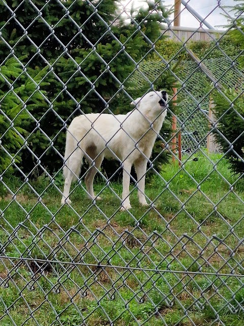 Woodside Wildlife Park