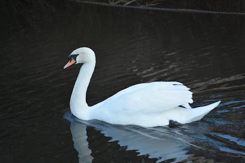 Ryton Pools Country Park