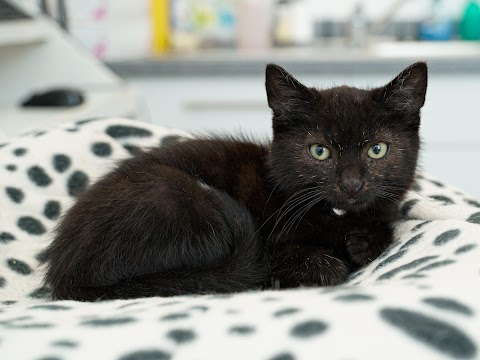 Tameside Veterinary Clinic, Hyde