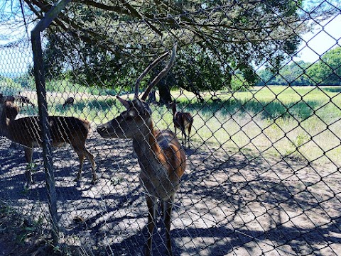 Bedfords Park Deer Enclosure