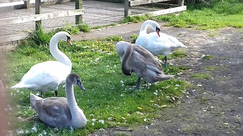 Perchy Pond Wishaw