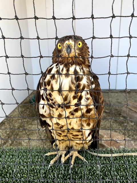 The British Bird of Prey Centre