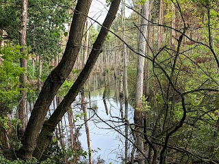 Delamere Forest