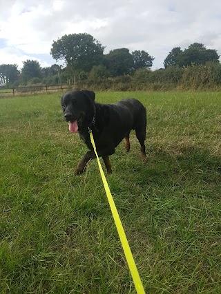 Ardsley Boarding Kennels & Cattery