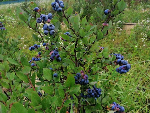 Яідна ферма"Lucky Berry"