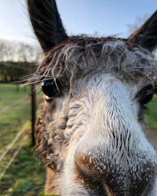 Downswood Alpacas