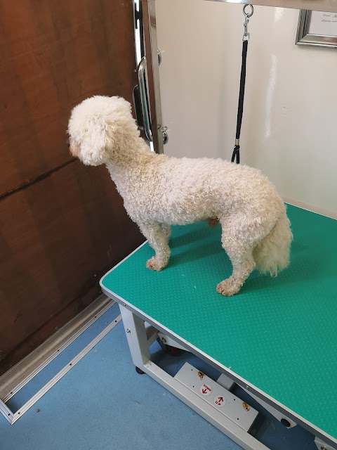 Shampoodles Mobile Dog Grooming