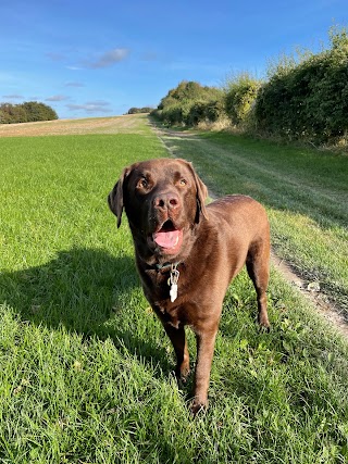 Happy Hounds