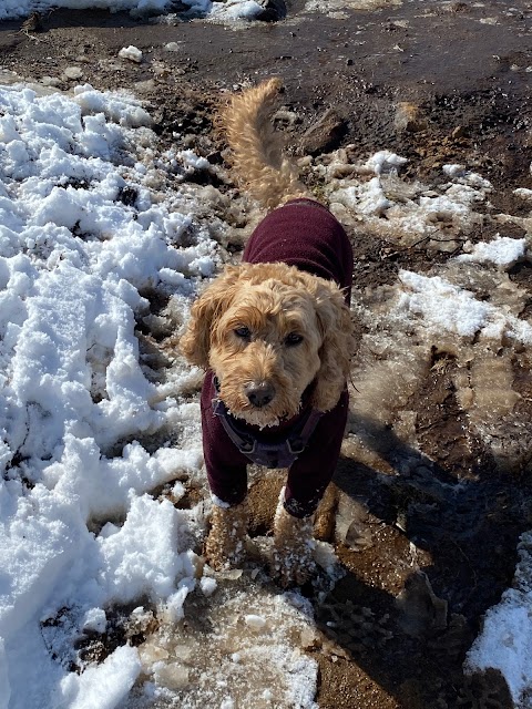 Paws and Moors Ilkley