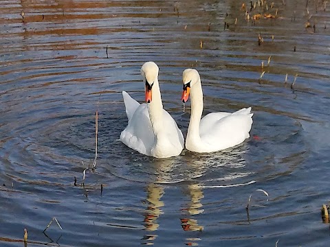 WWT Slimbridge