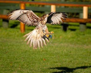 The Devon Bird of Prey Centre