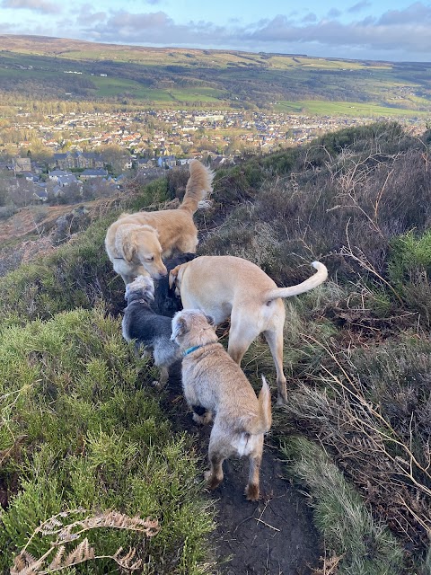 Paws and Moors Ilkley