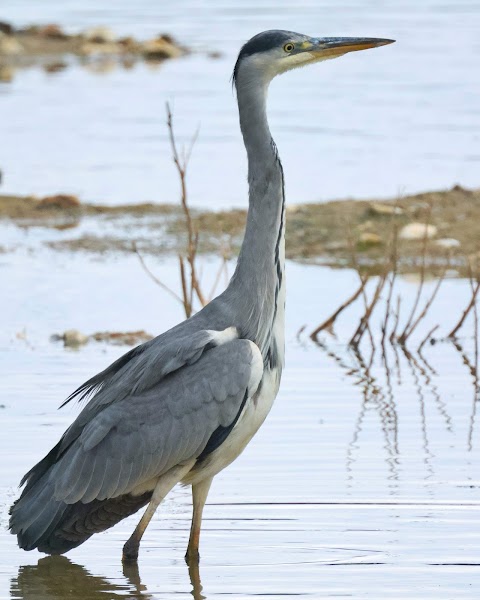 Beddington Farmlands