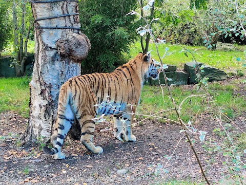 Dublin Zoo