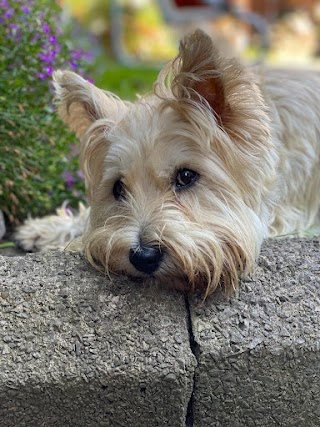 Tythegston Boarding Kennels