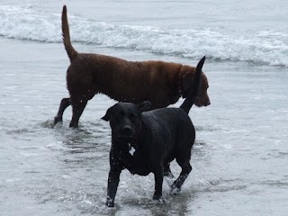 Hotel-For-Hounds