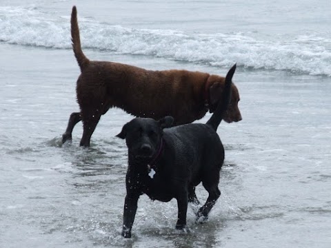 Hotel-For-Hounds