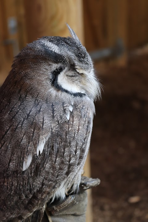 Falconry Centre