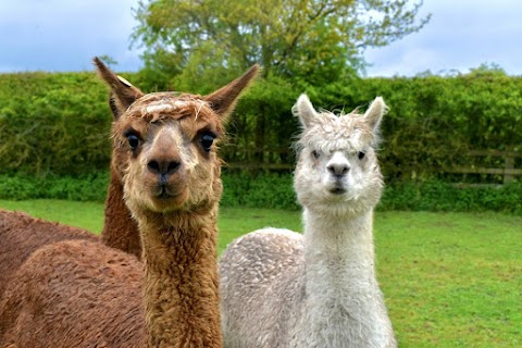 Burntwood Alpaca & Animal Experience