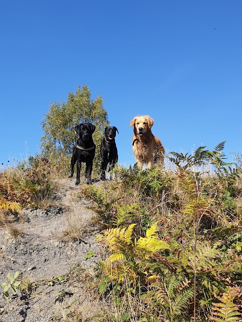 Paws Dog walking