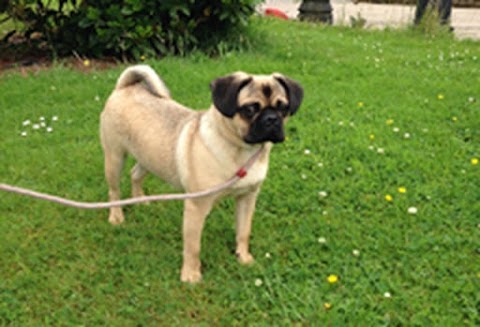 Breeny Boarding & Quarantine Kennels