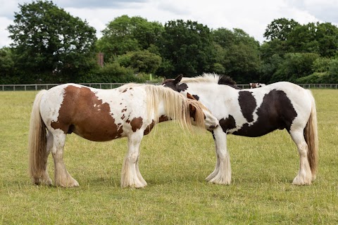 Redwings Horse Sanctuary