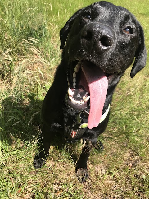 Waggy Dog Walks Church Crookham