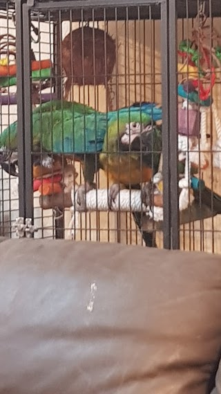 Midland Parrots