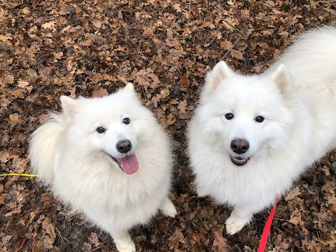 Pawsitively Happy Dogs