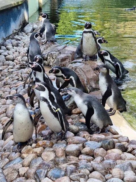 Twycross Zoo