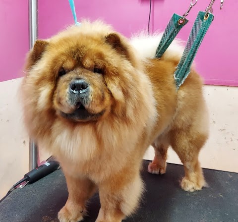 Perfect Dogs Grooming Parlour