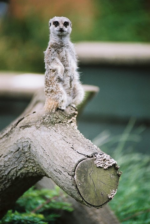 Meercat Enclosure - Twycross Zoo