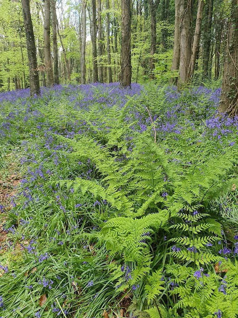 Narrow Water Forest