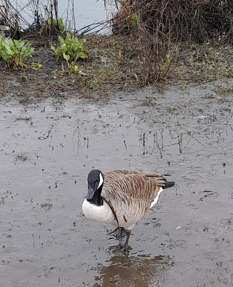 Tameside Local Nature Reserve