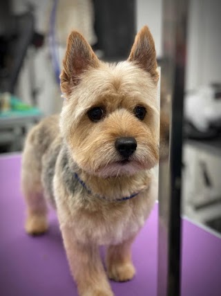 Hound&Co Grooming Boutique