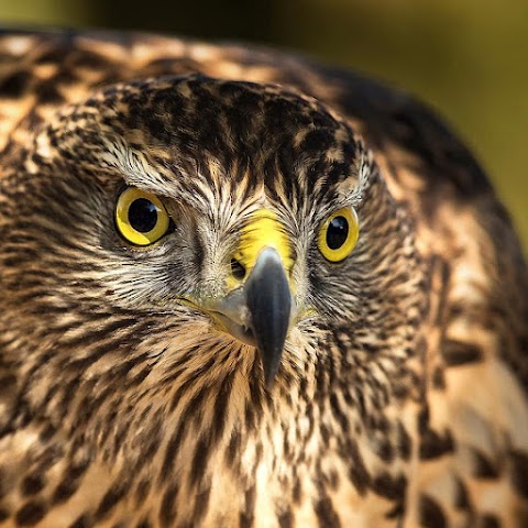 Shropshire Falconry Ltd