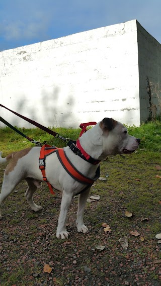 Priory Lodge Kennels