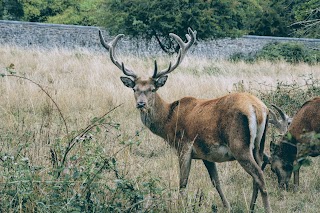 Fallow Deer Park