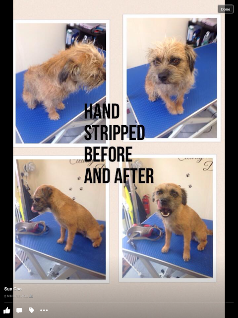 pampered pooch pet dog grooming