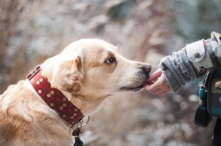 Monty's Pet Grooming