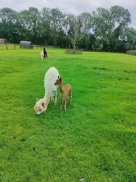 Clonfert Pet Farm